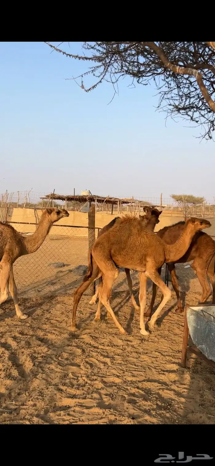 قعدان للبيع 0