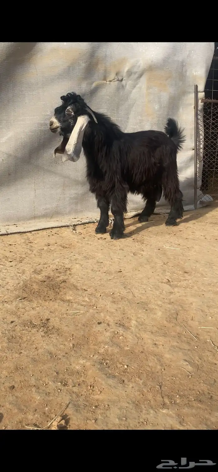 فحل عارضي صنف 4