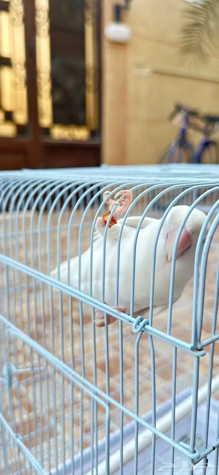 روز البينو مستوى ماشاءالله و بياضين 9