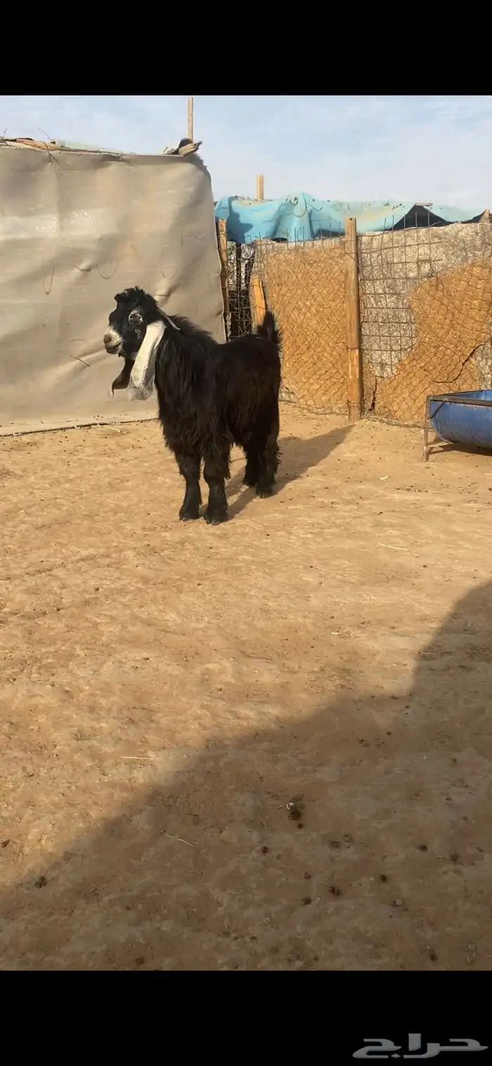 فحل عارضي صنف 1