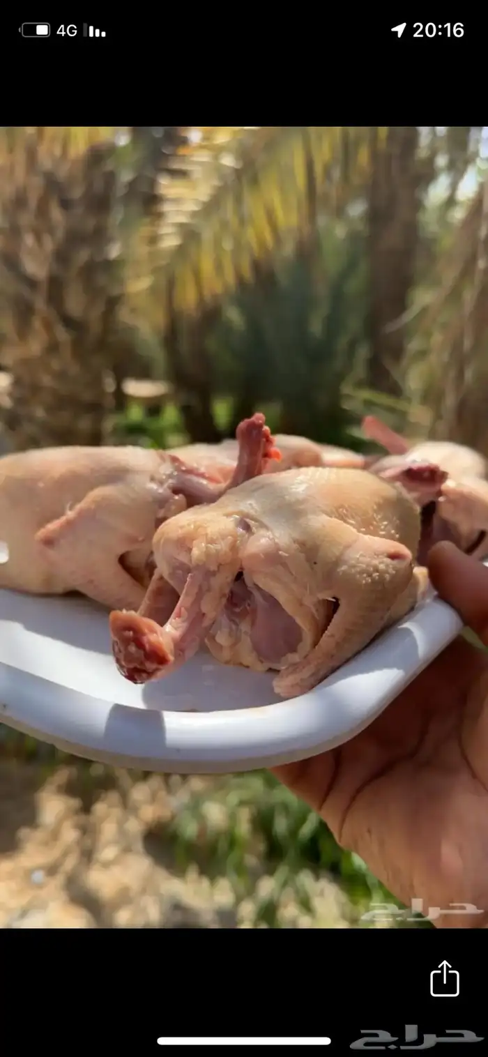 فراخة حمام سلفر 1