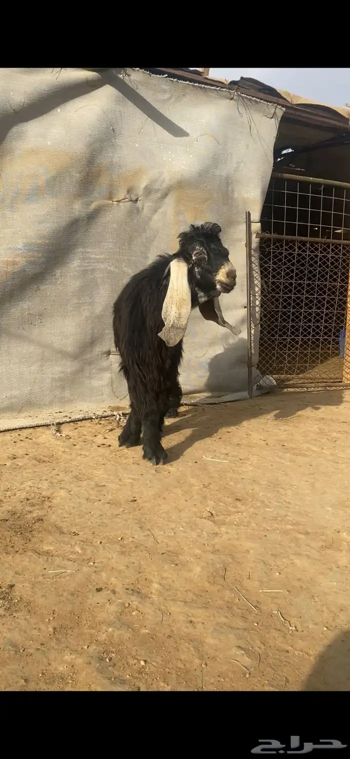 فحل عارضي صنف 3