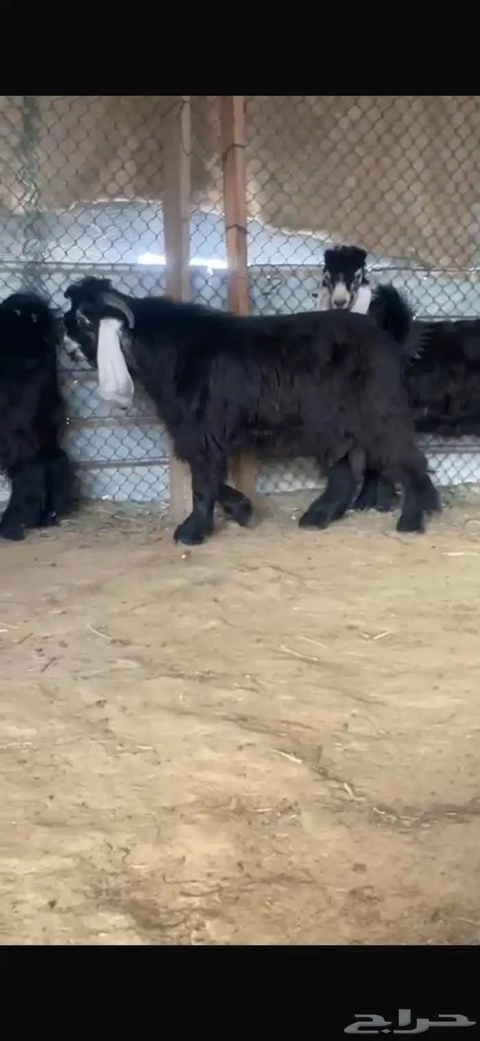 فحل عارضي صنف 5