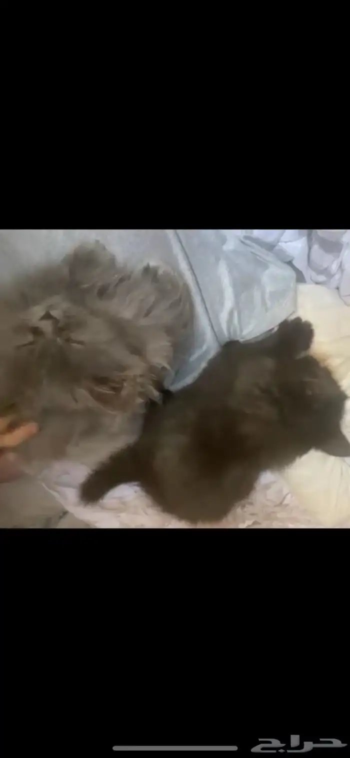 موجود قطتين صغار العمر 3 إلى 4 شهور 2