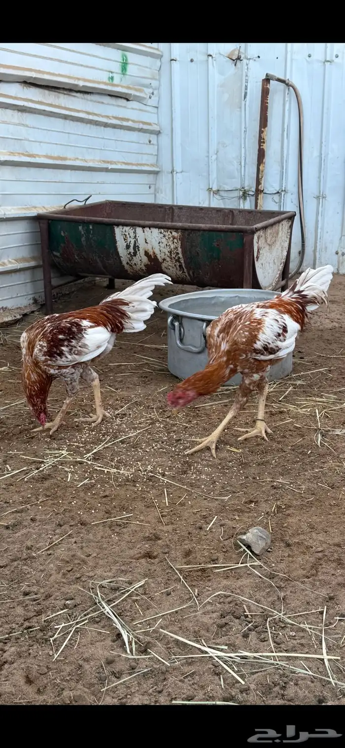 ديوك للبيع 1