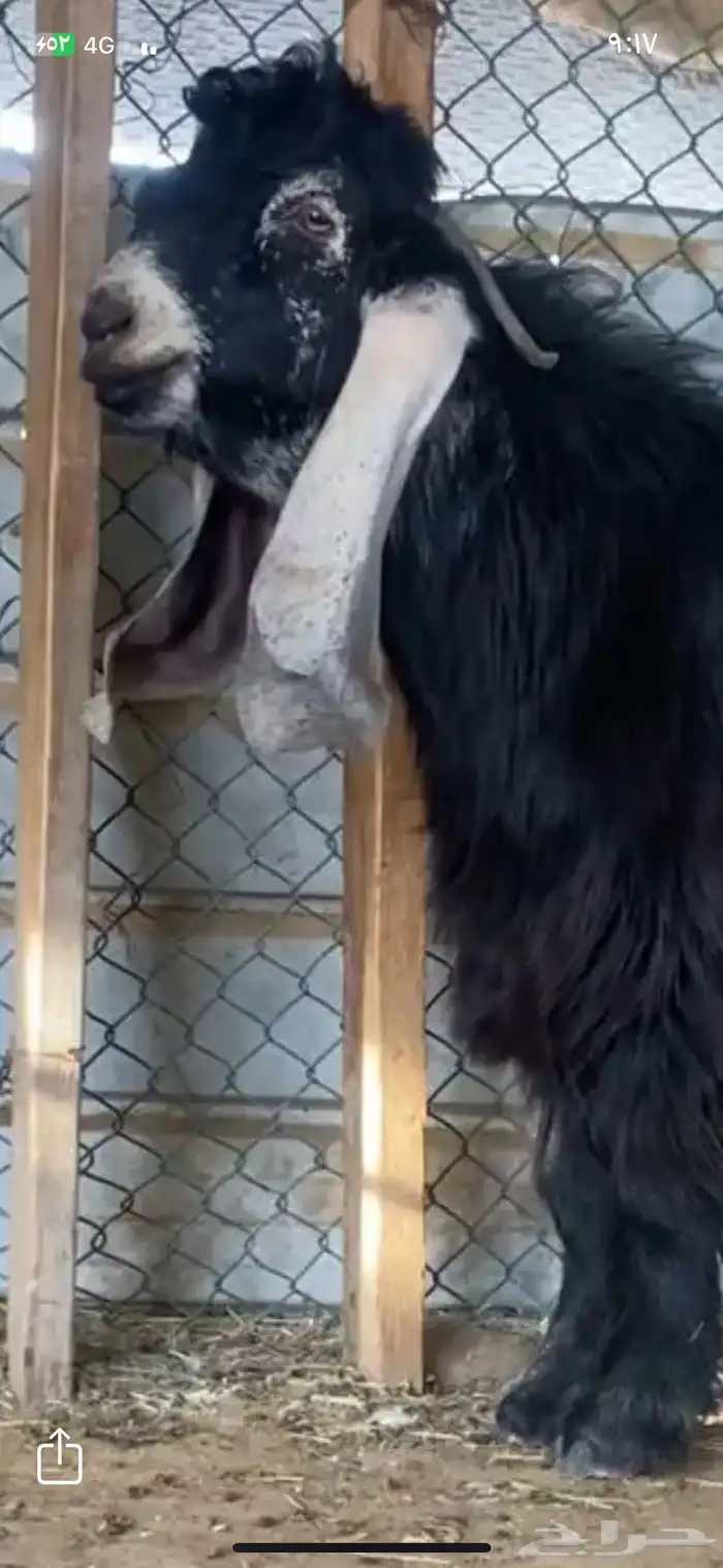 فحل عارضي صنف 2