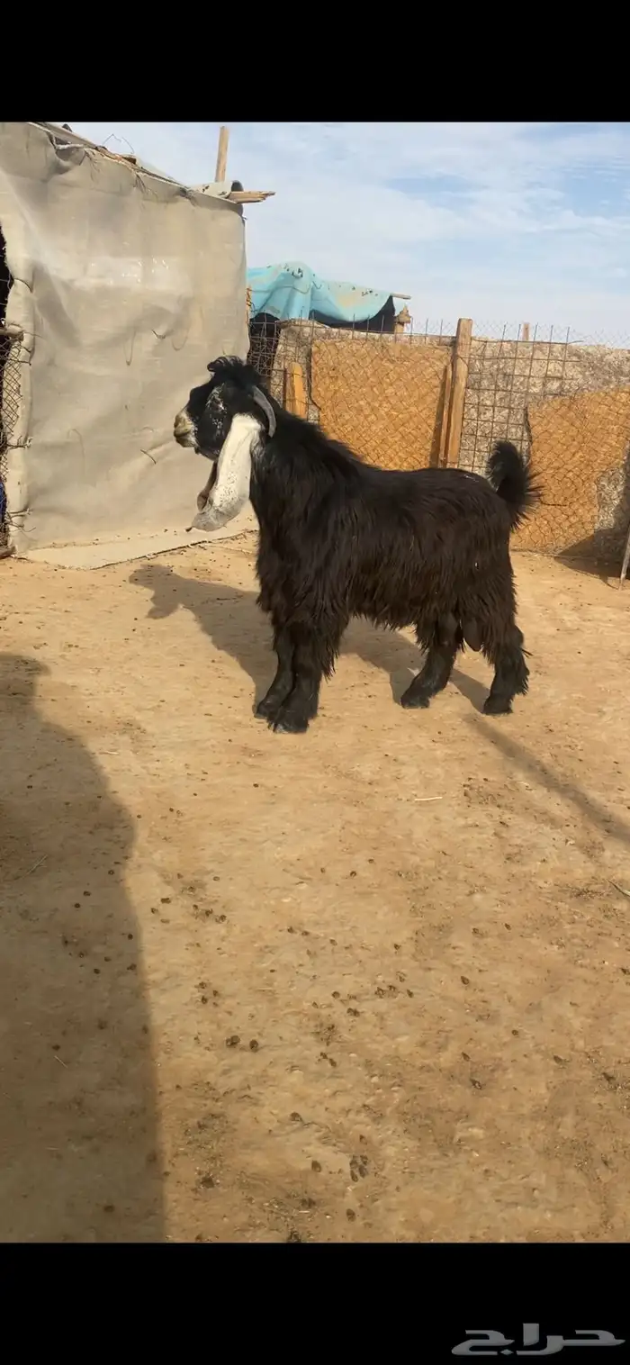 فحل عارضي صنف 0