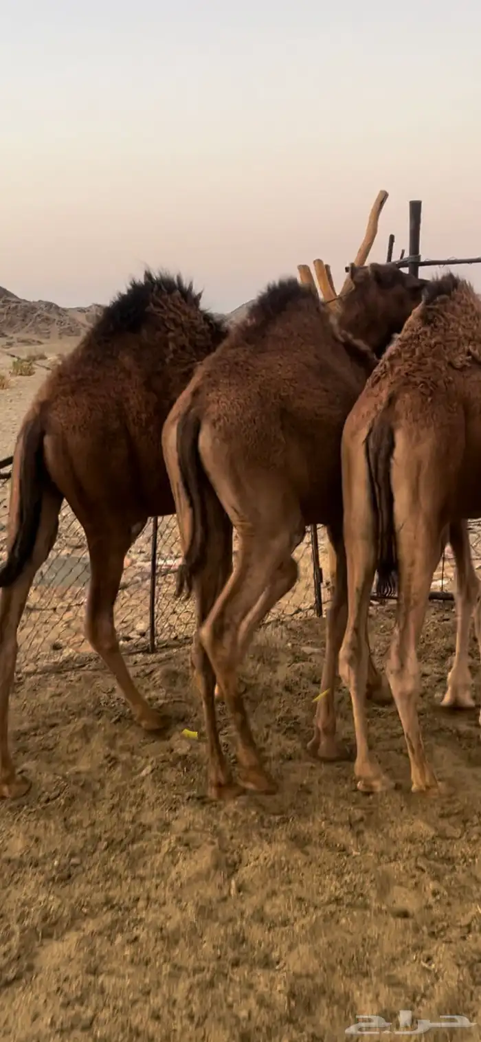 قعدان طيبات وسمان 3