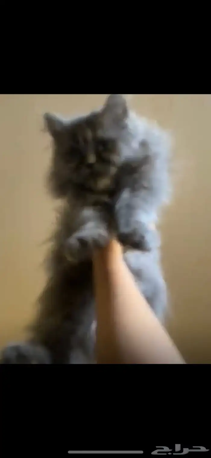 موجود قطتين صغار العمر 3 إلى 4 شهور 0