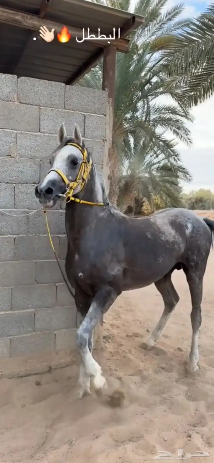 حصان عربي سبوق  . 1