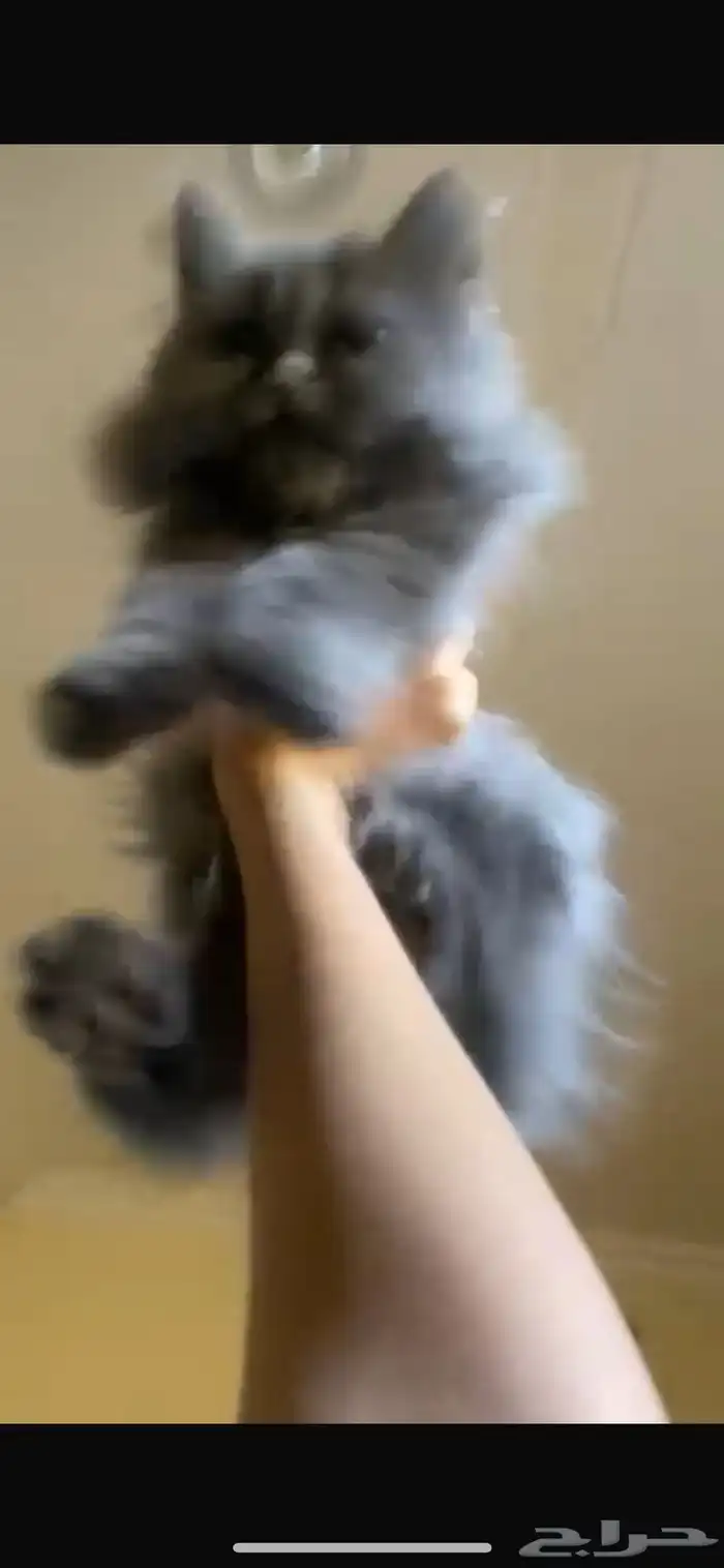 موجود قطتين صغار العمر 3 إلى 4 شهور 1