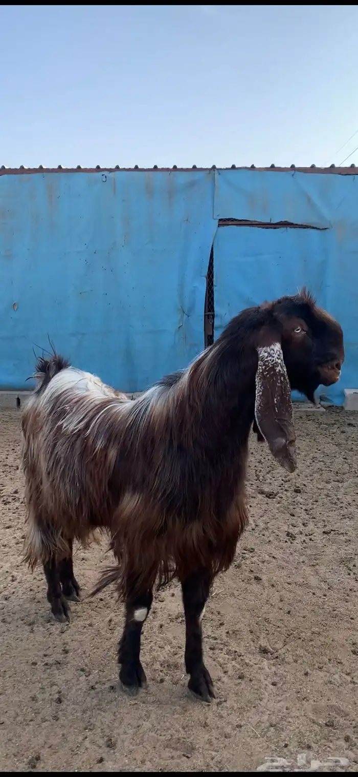 تيس قبرصي ( تم البيع ) 0