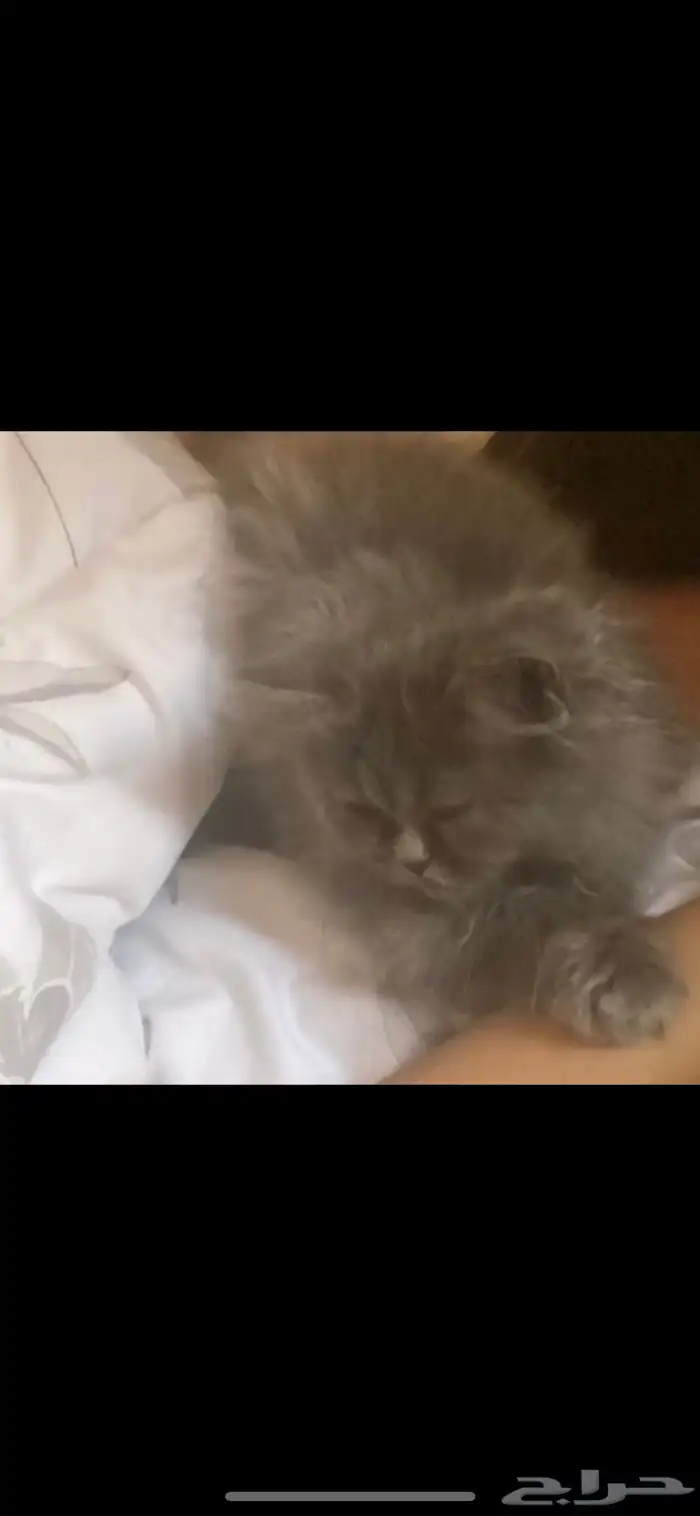 موجود قطتين صغار العمر 3 إلى 4 شهور 3