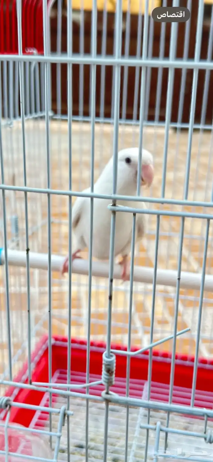 روز البينو مستوى ماشاءالله و بياضين 8