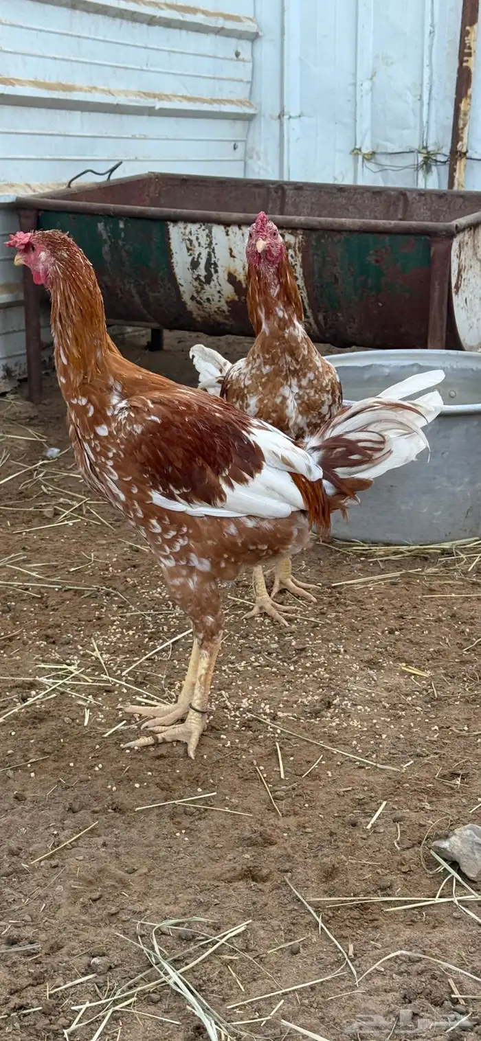 ديوك للبيع 4