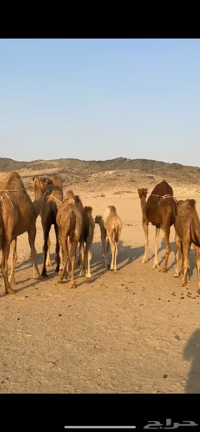 خلفات سواحل 9