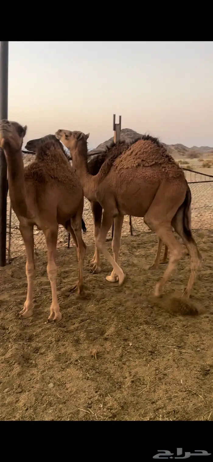 قعدان طيبات وسمان 2