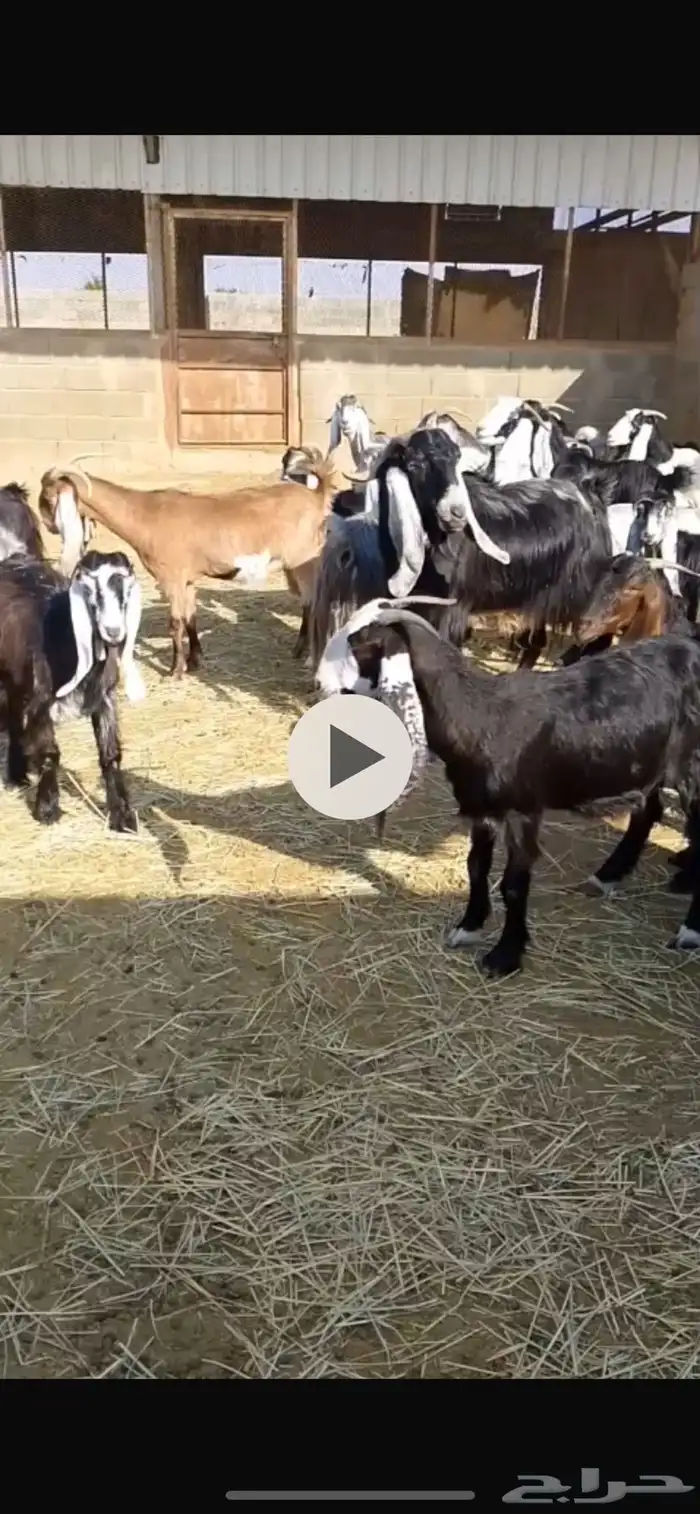 معزا عوارض جذعات وثنيات ورباع مضاريع ودفيع 0