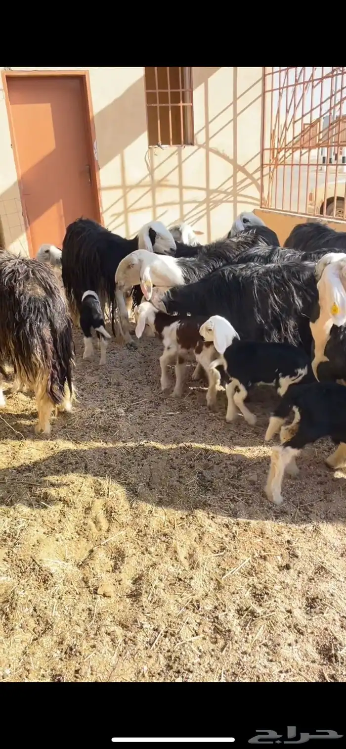 غنم نجد صنف مواليد 2
