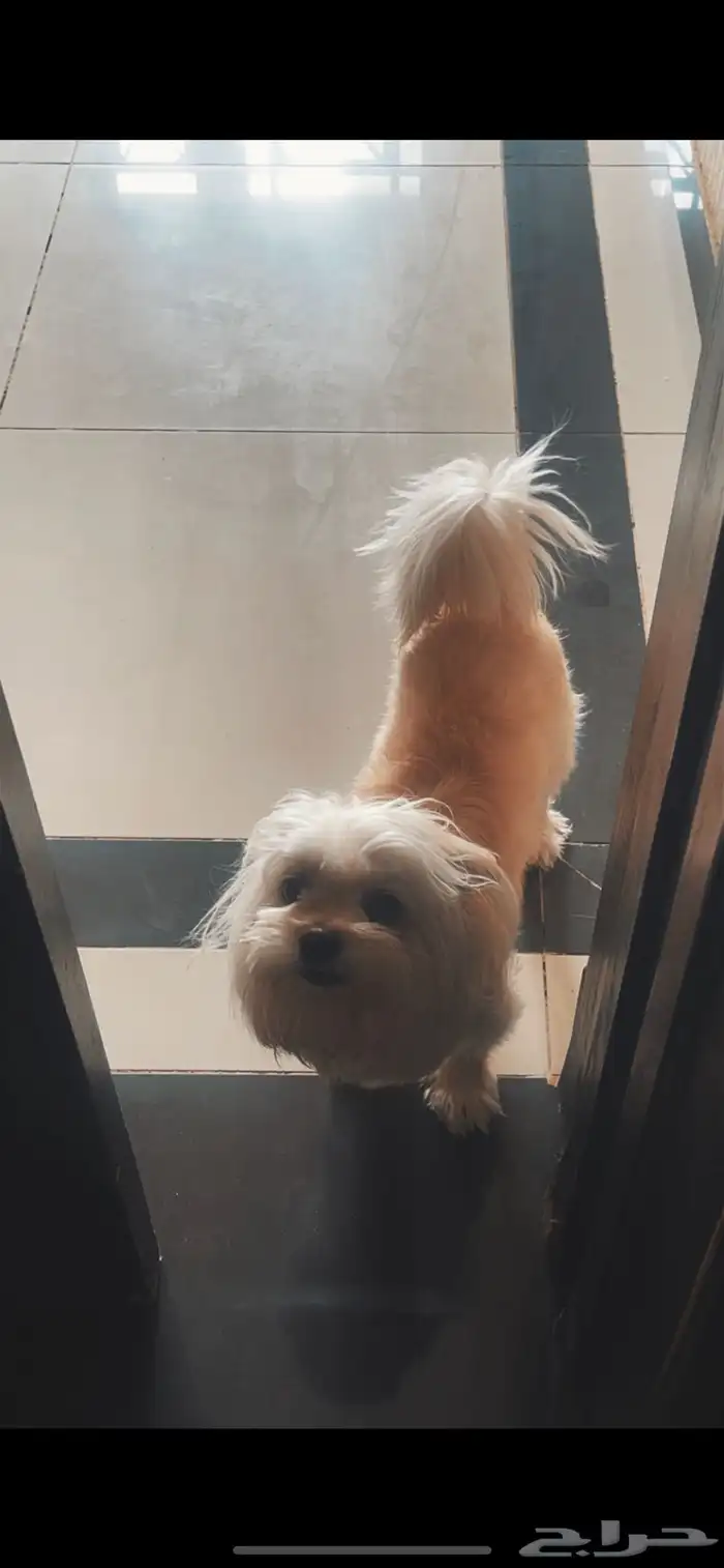 كلبة مالتيز 0