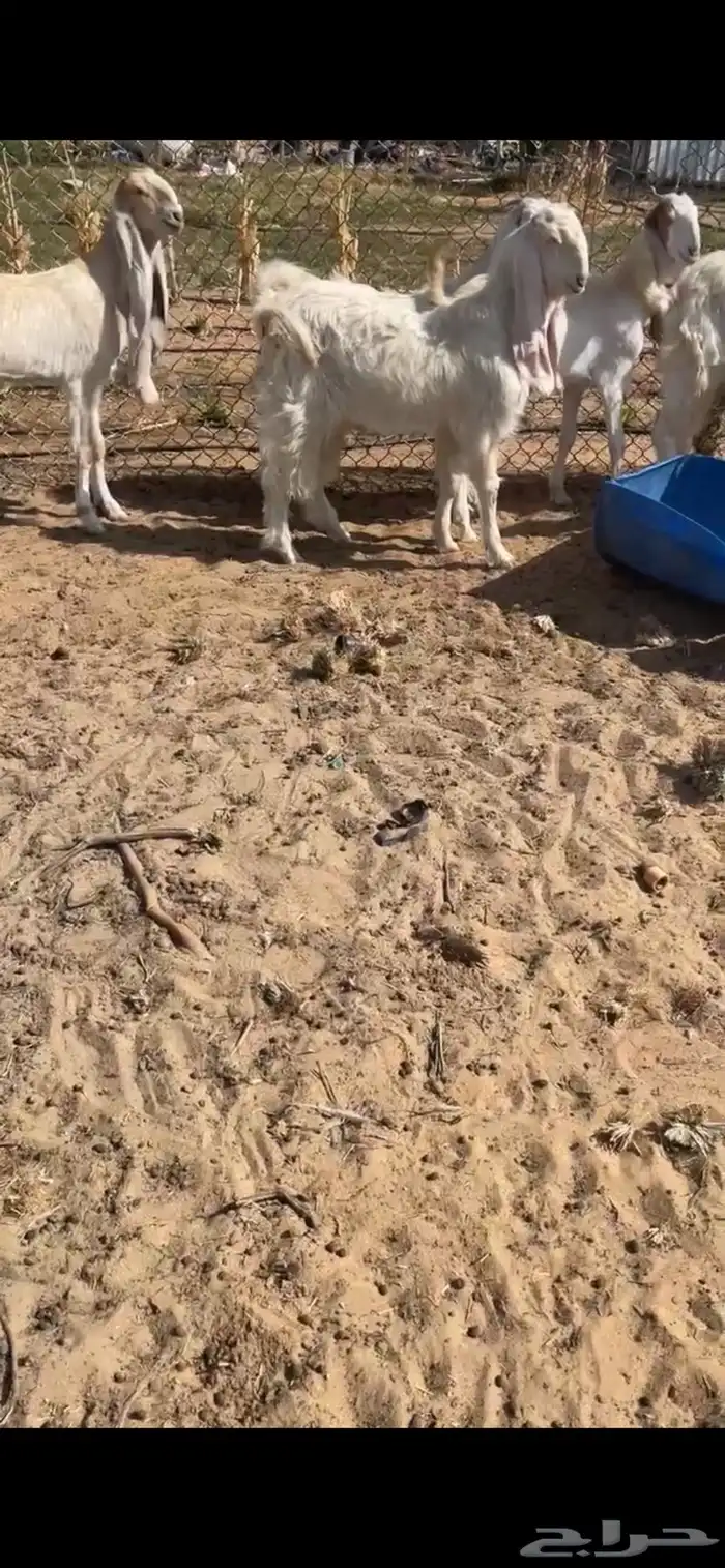 جفار مطورات بيض 1