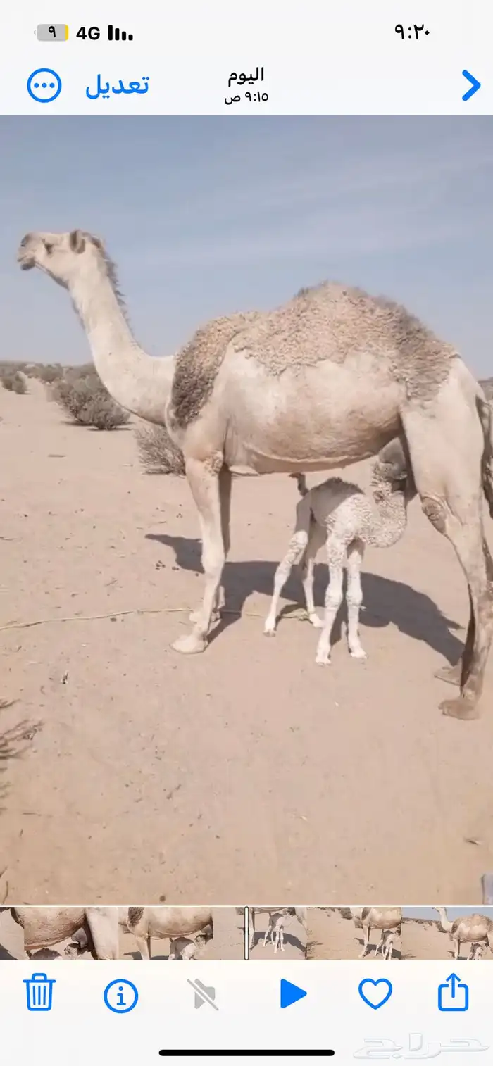 خلفه شقحاء تحتها قعود هديه للحلب 0