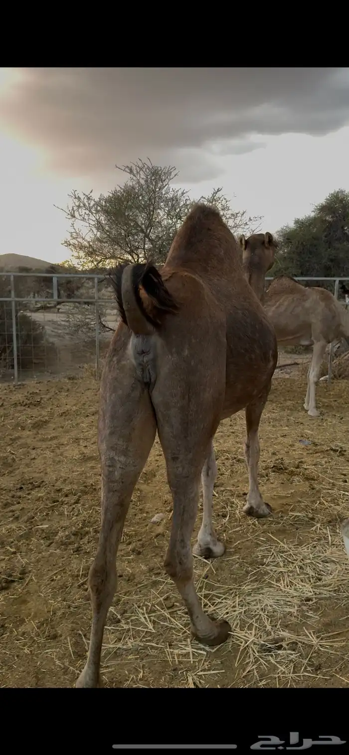 نياق مداني للبيع تمم البيع 2