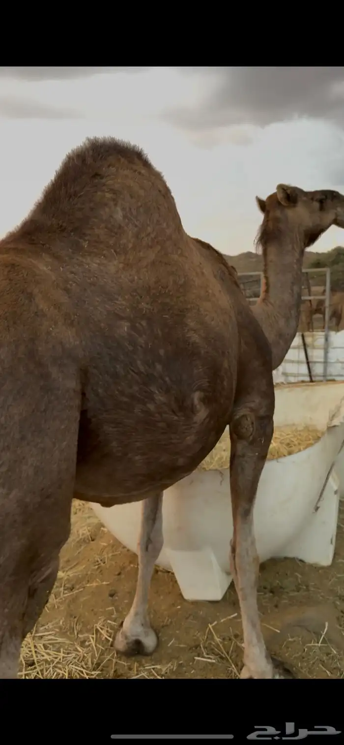 نياق مداني للبيع تمم البيع 3