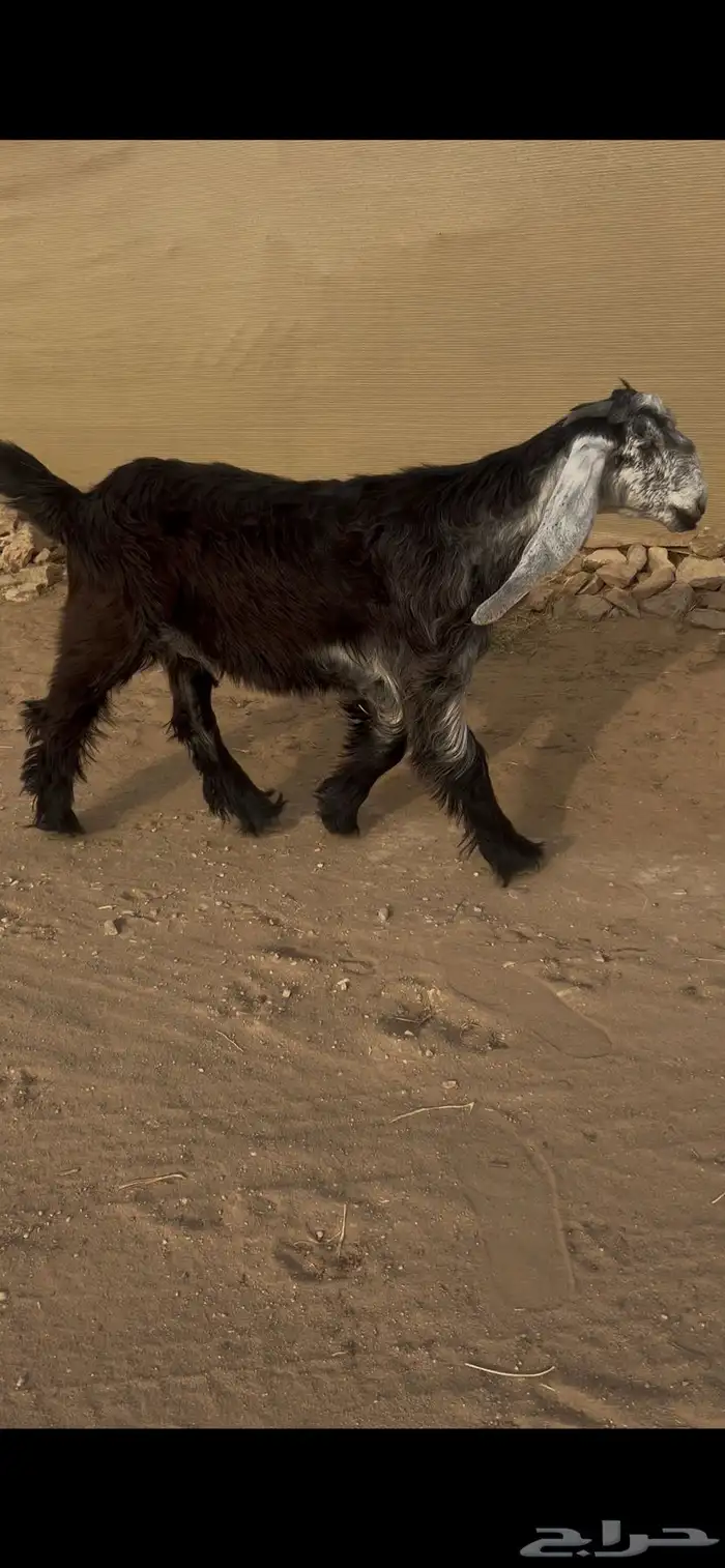 جفره عارضيه خصمم 0