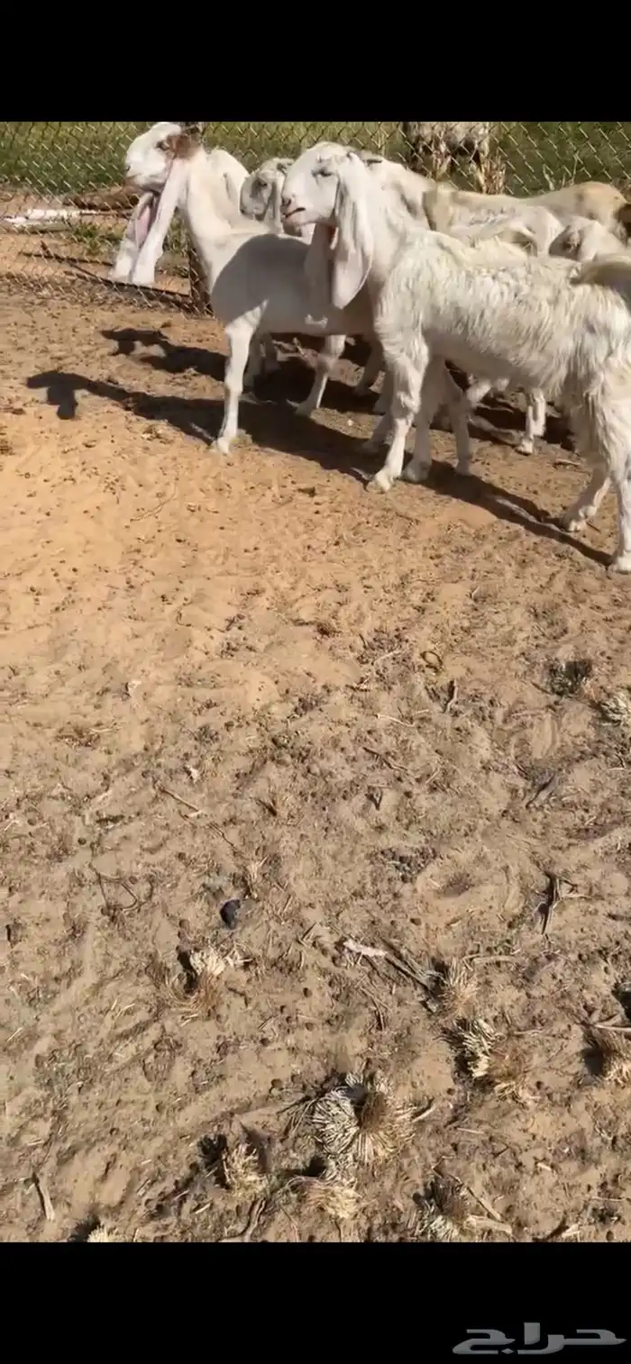 جفار مطورات بيض 0