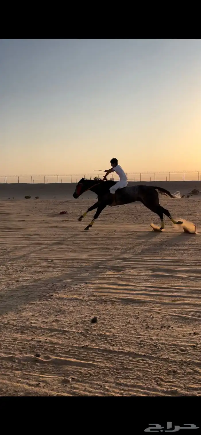 حصان انتاج شغال جاهز 4