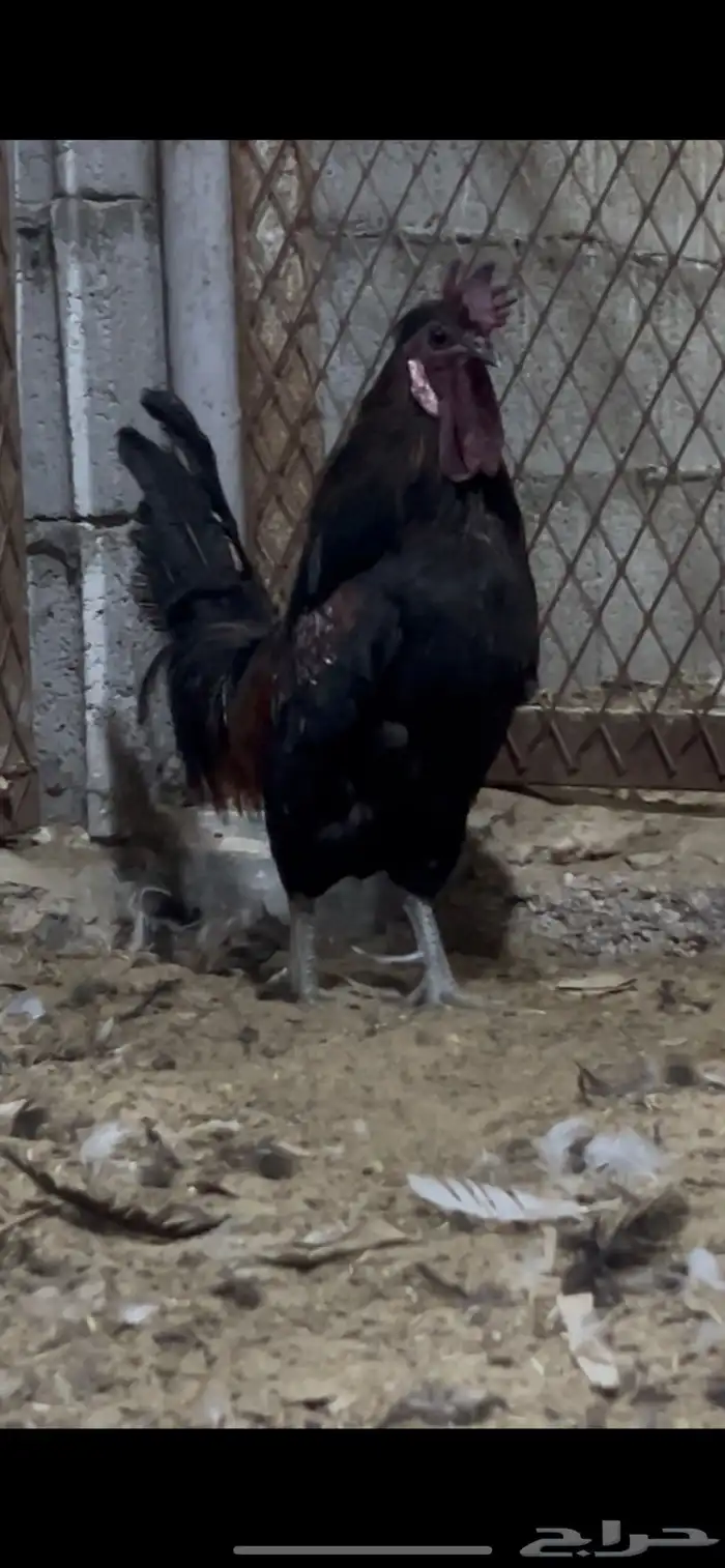 ديك بلدي مرتب وديك حبحبي 1