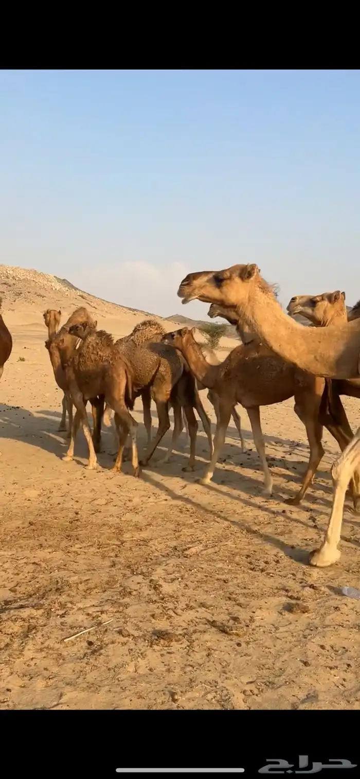 خلفات سواحل 10