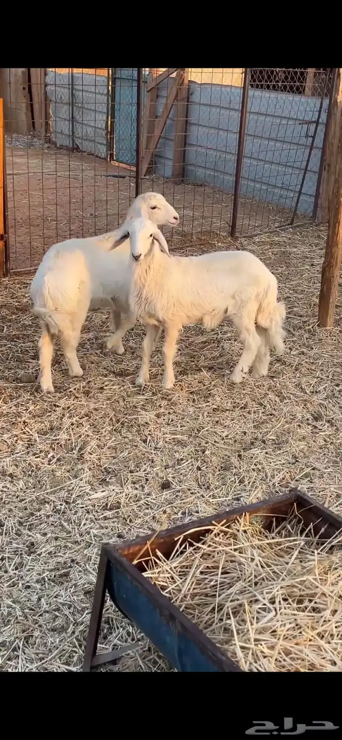 هرافا حريات 2