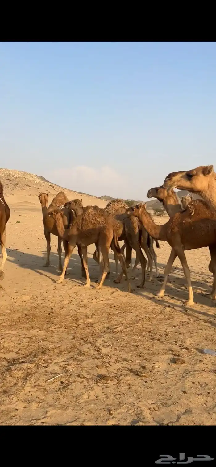 خلفات سواحل 0