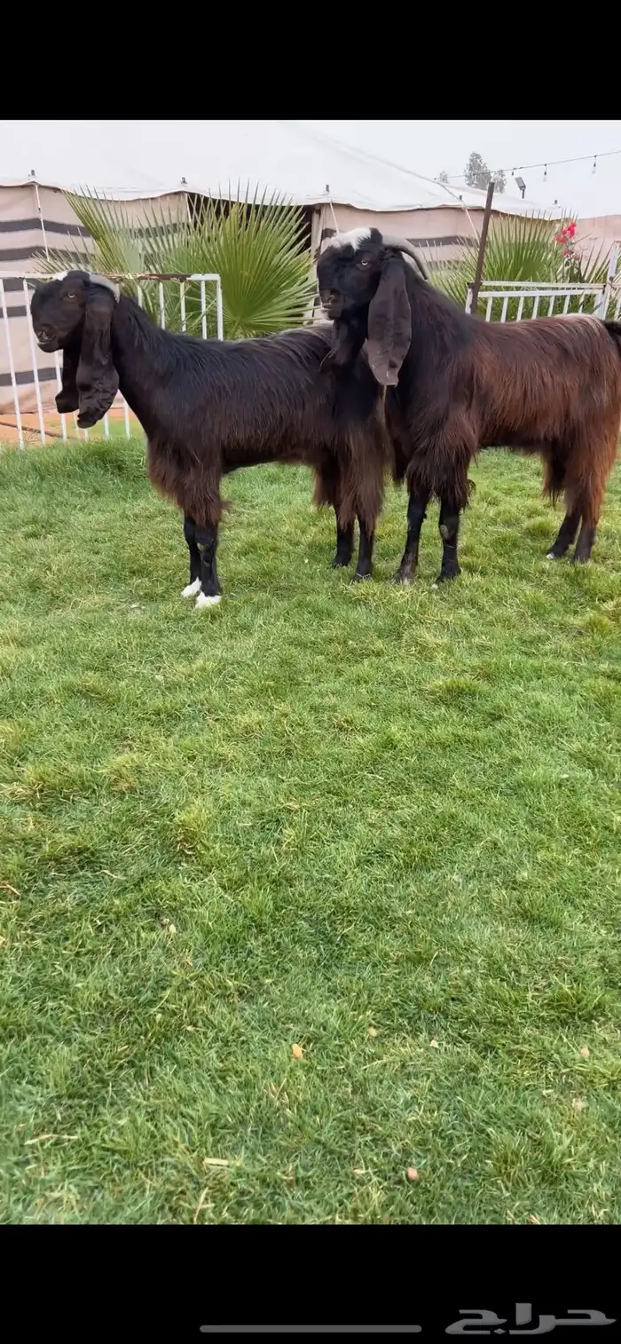 للبيع طقم قبرصيات كفوو 0