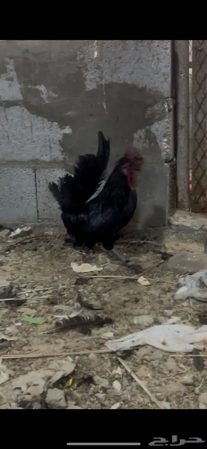 ديك بلدي مرتب وديك حبحبي 4