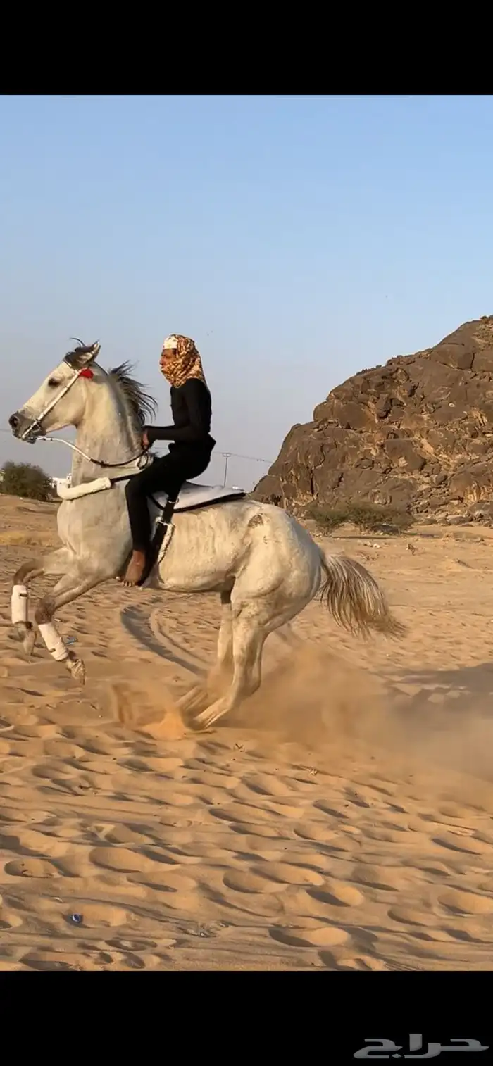 للبيع فرس مهجنه 2