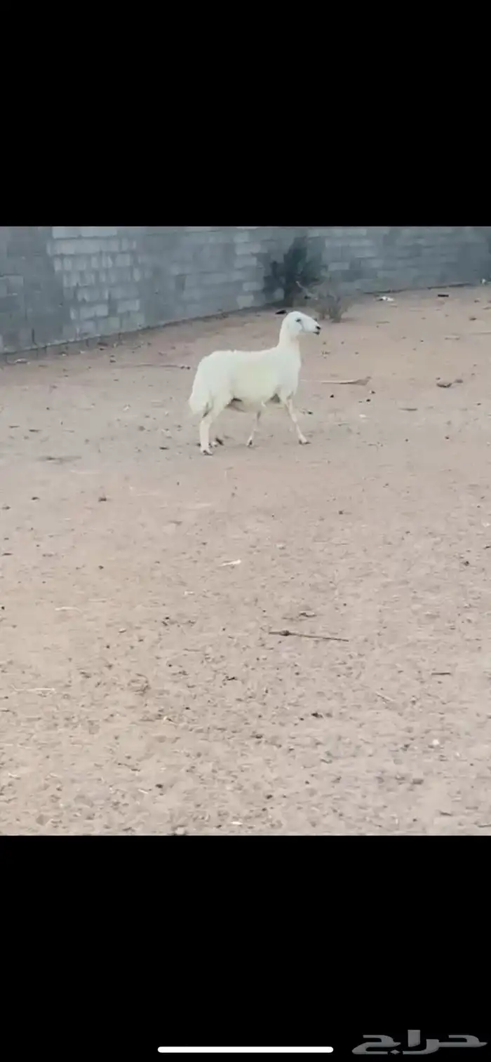 نعجه صفرا دافع كفو 1