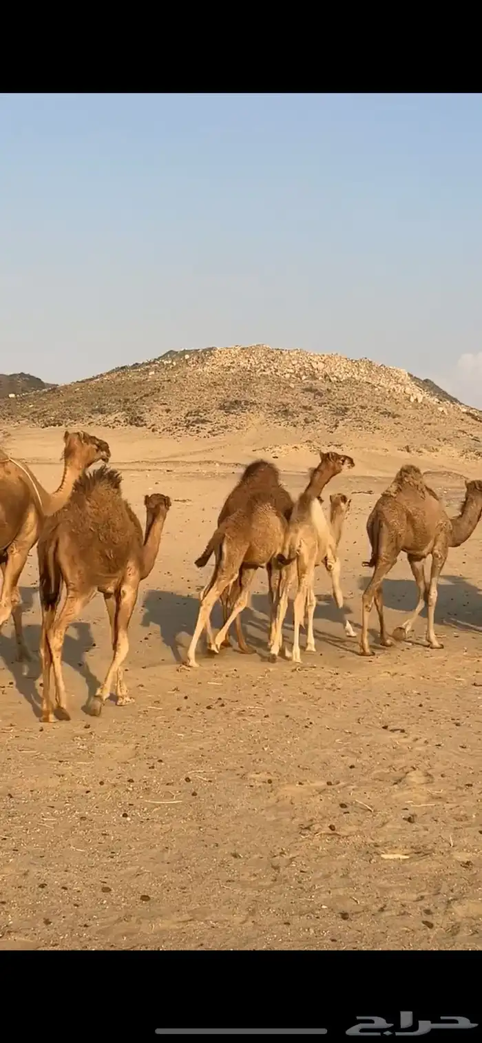 خلفات سواحل 11