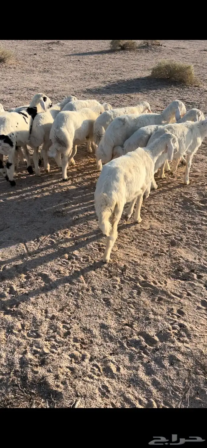 للبيع بهم طيب عماره 3شهور 0