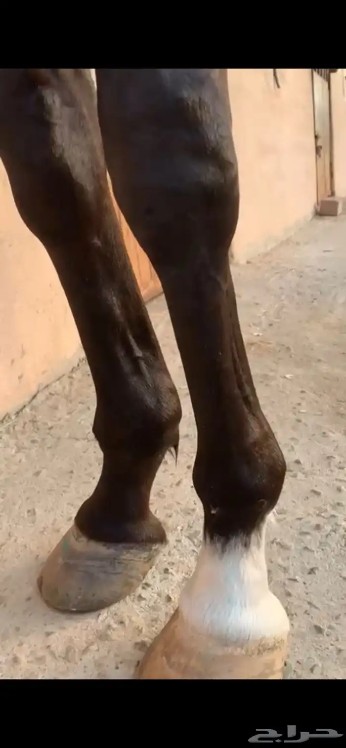 فرس قفز حواجز 8