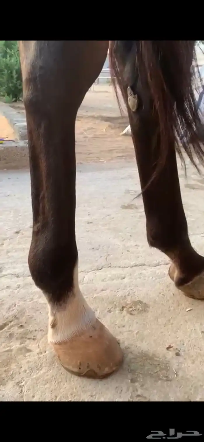 فرس قفز حواجز 7