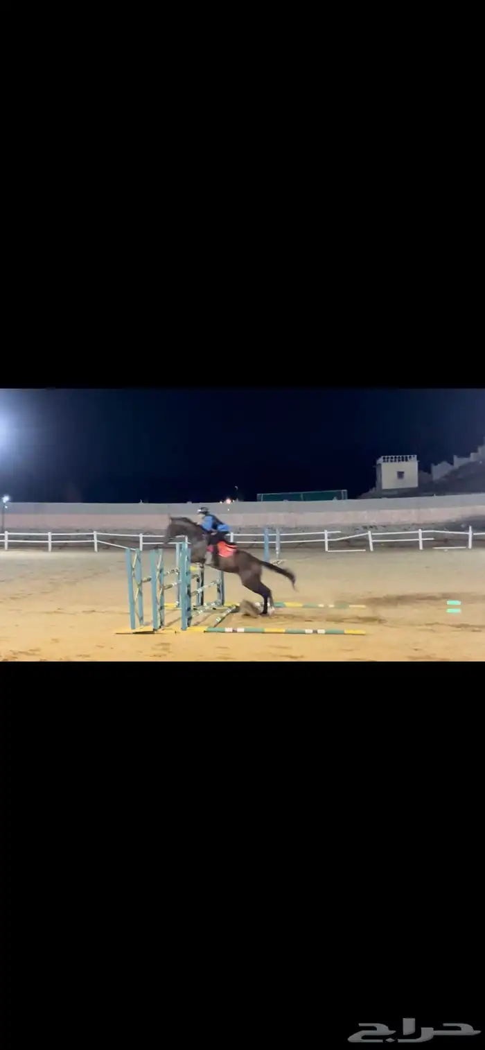 فرس قفز حواجز 0