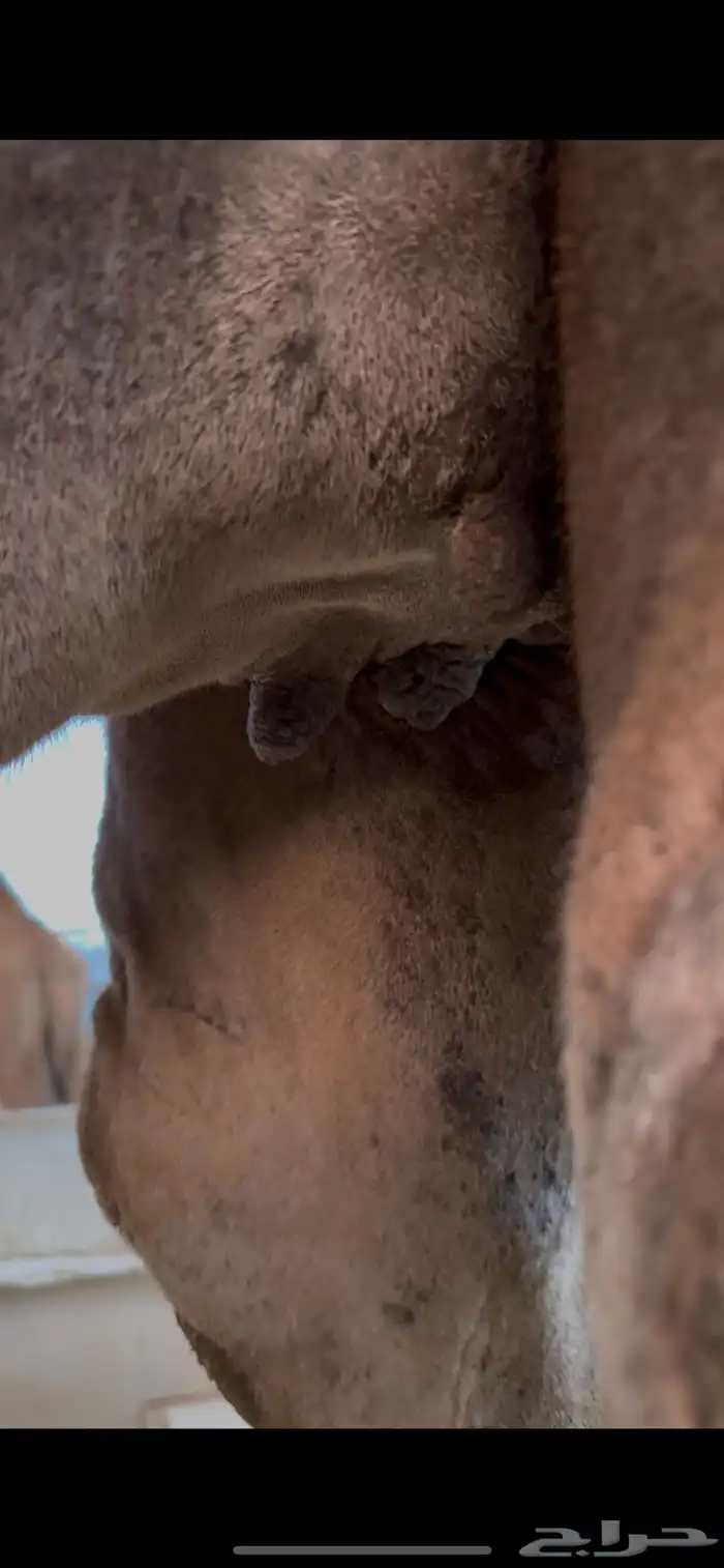 نياق مداني للبيع تمم البيع 1