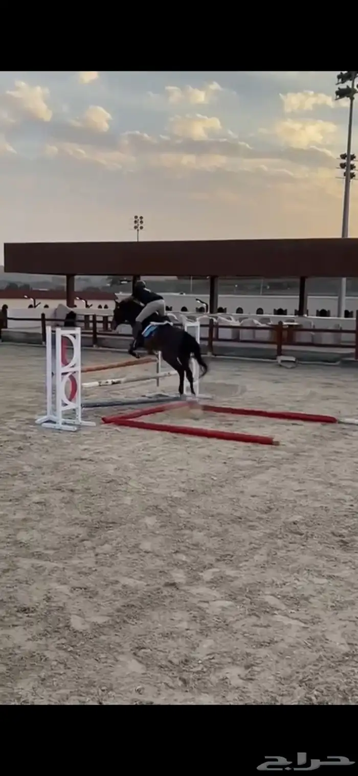 فرس قفز حواجز 2