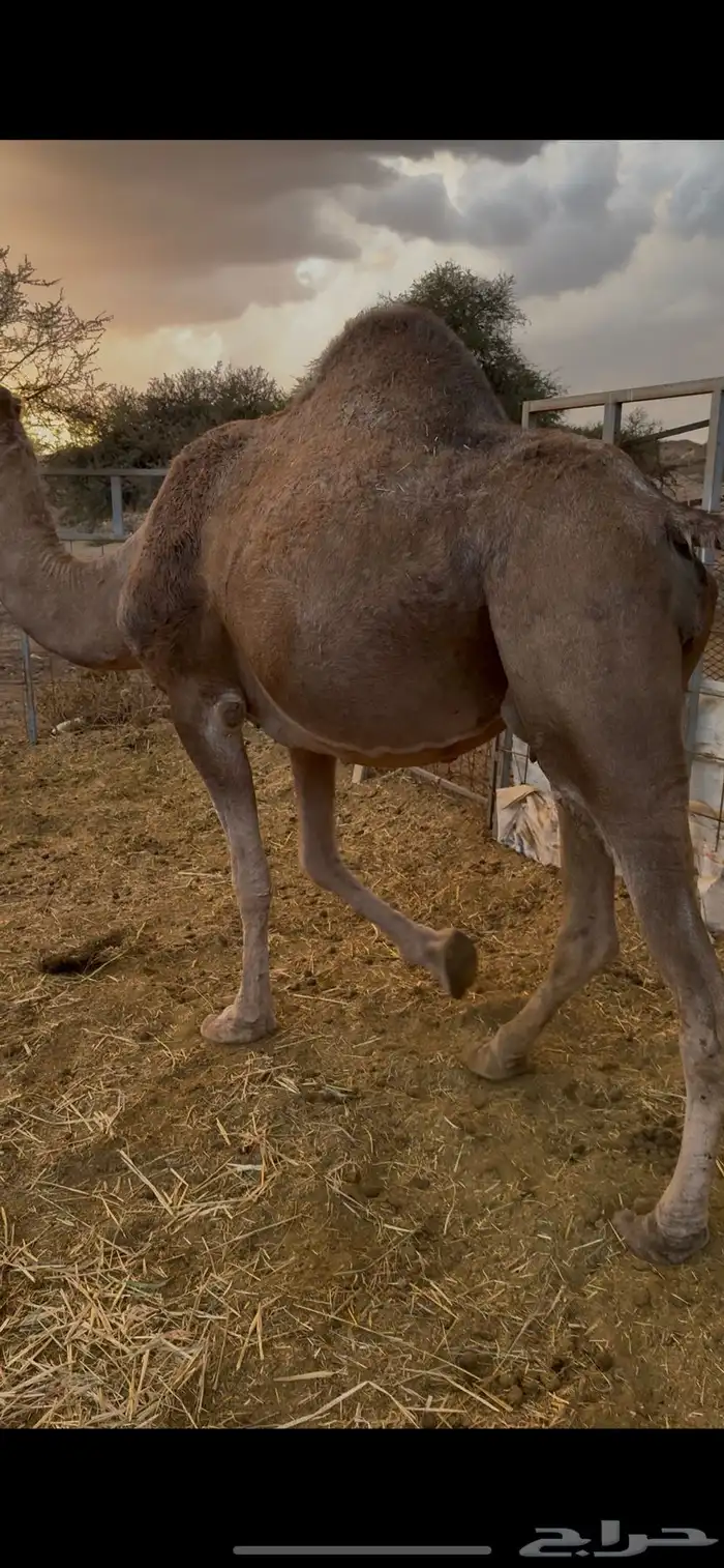 نياق مداني للبيع تمم البيع 5