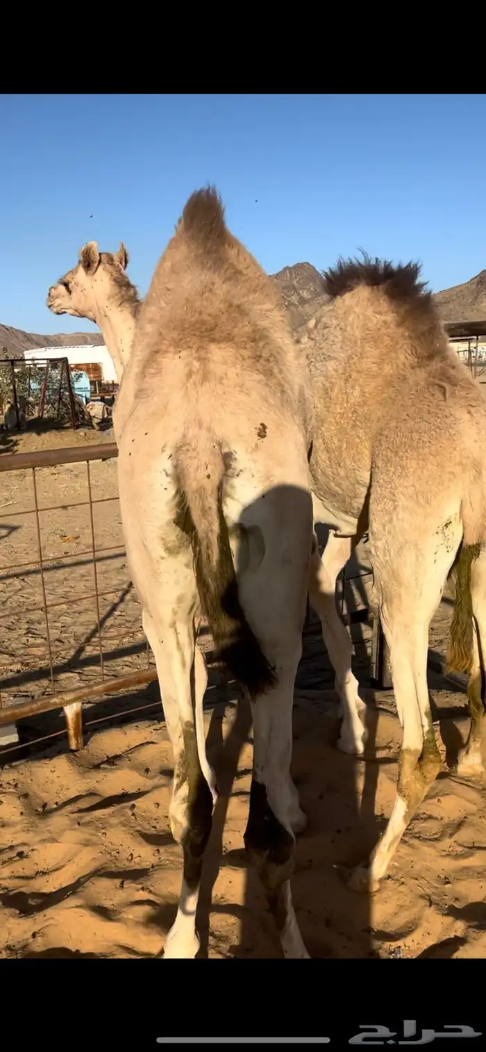 قعودين بلدي حقت زواج 3