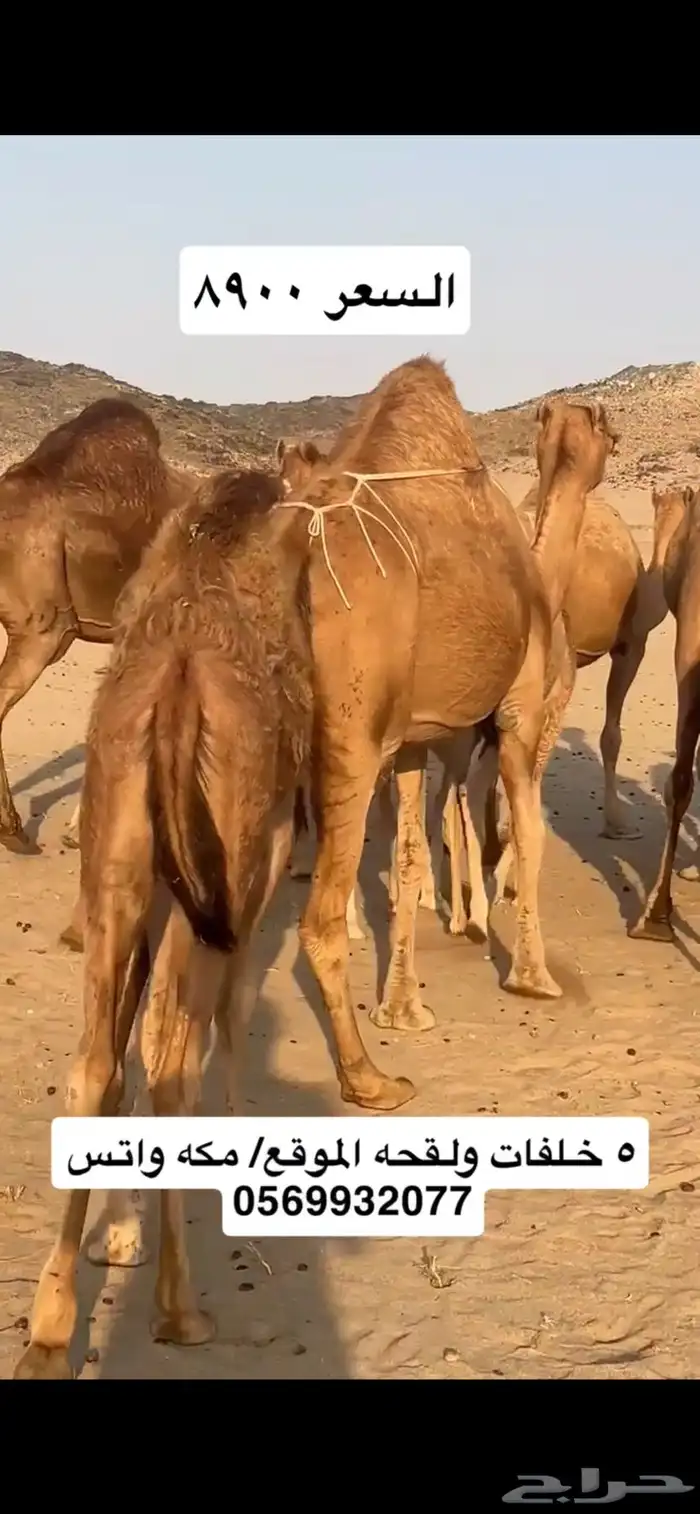 خلفات سواحل 7