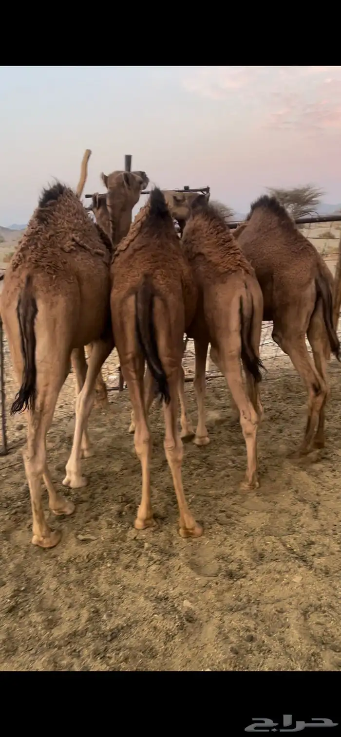 قعدان طيبات وسمان 0